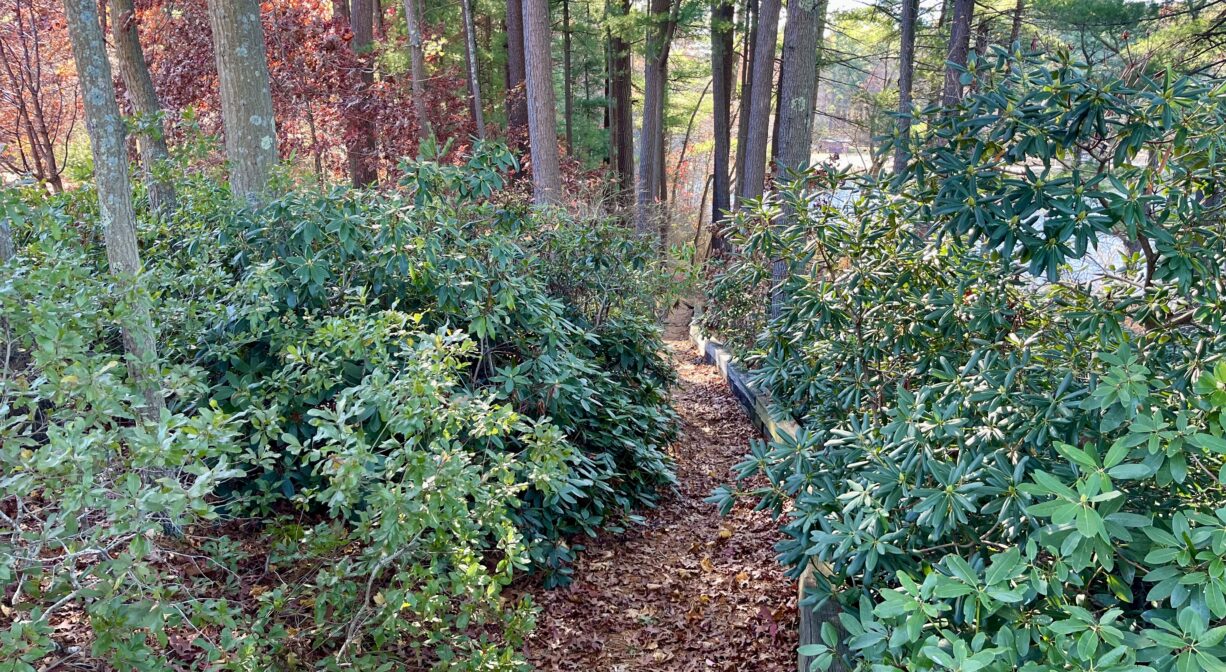 A photograph of a narrow trail through green shrubs, heading downhill toward a distant pond.