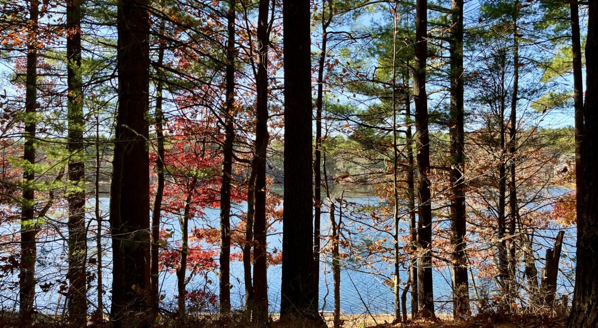 A photograph of a pond viewed through colorful trees.