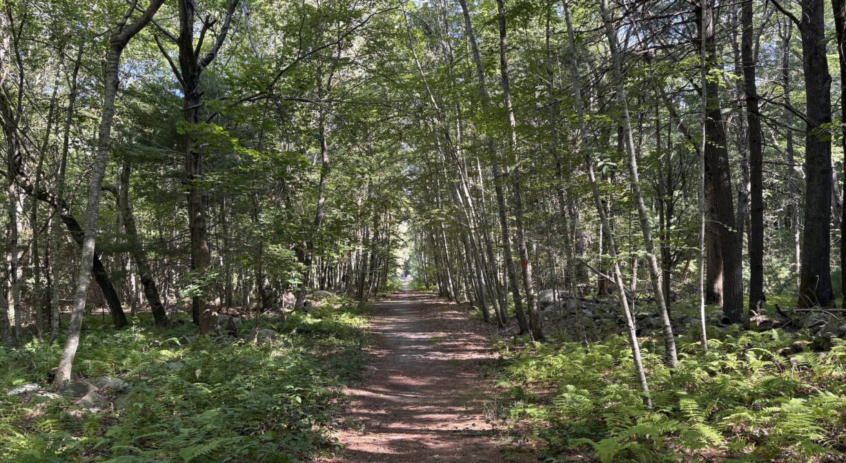 A photograph of a trail in a forest bordered by low green vegetation.