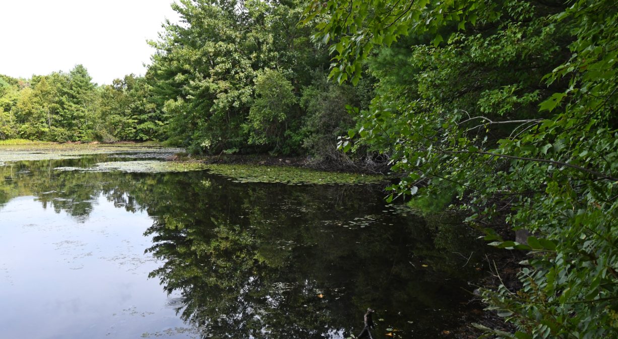 Thompson Pond Trail North and South Rivers Watershed Association