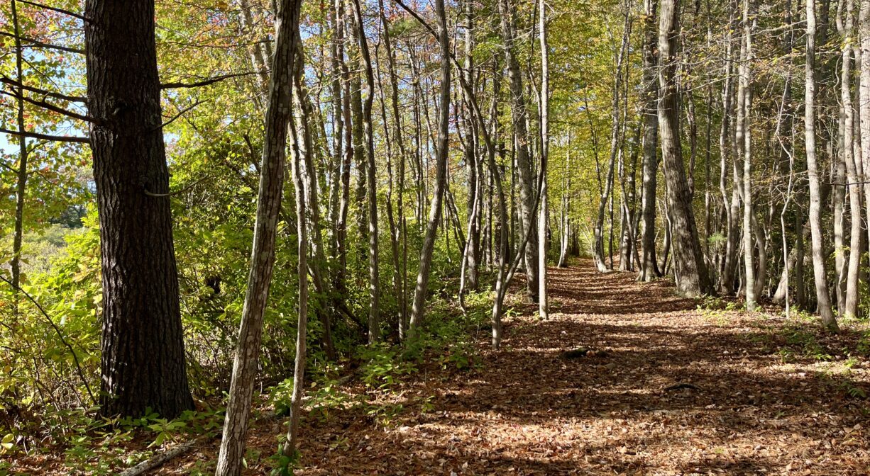 A photograph of a wide trail through a colorful forest.