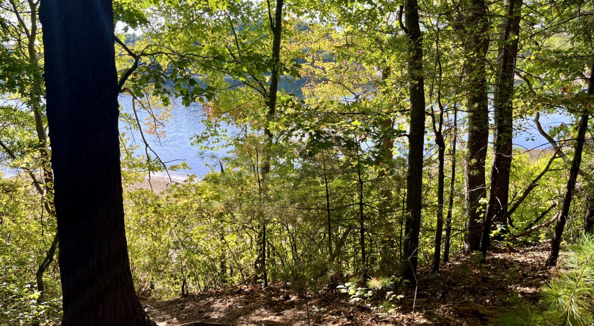 A photograph of a lake viewed through a forest.