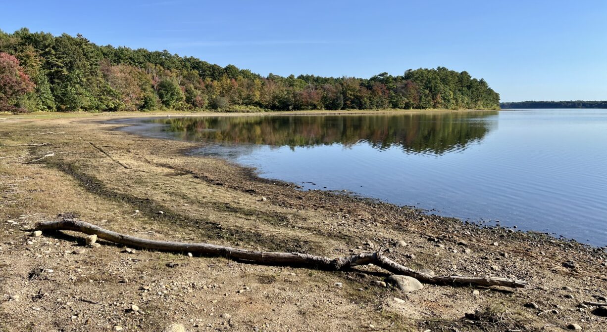 A photograph of a lakeshore with a tree branch and some rocks.