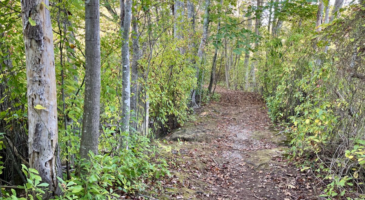 A photograph of a wide trail through a green forested wetland.