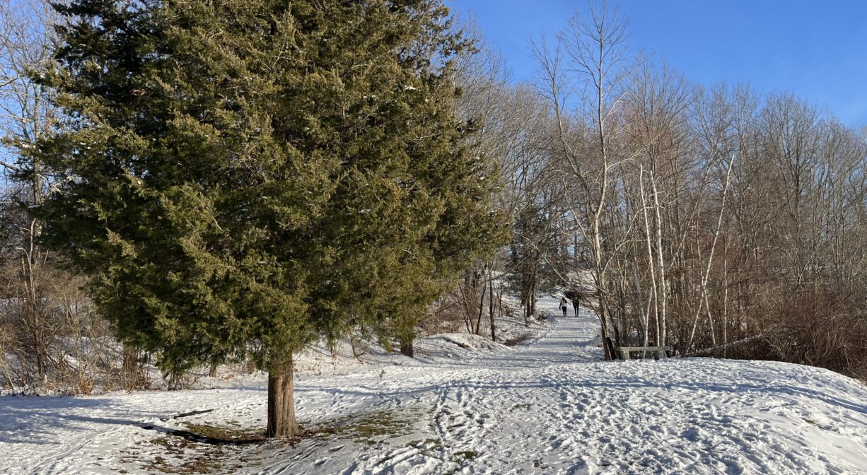 A photograph of a snowy trail with a large tree in the foreground.