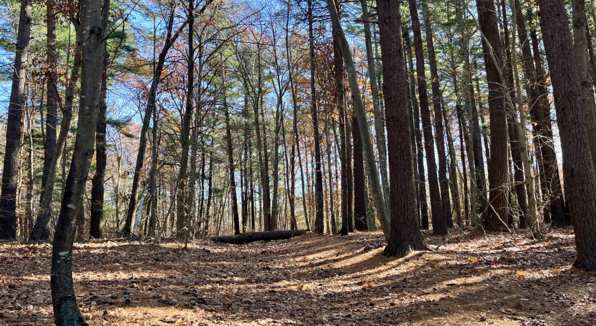 A photograph of a forest trail on a sunny day.