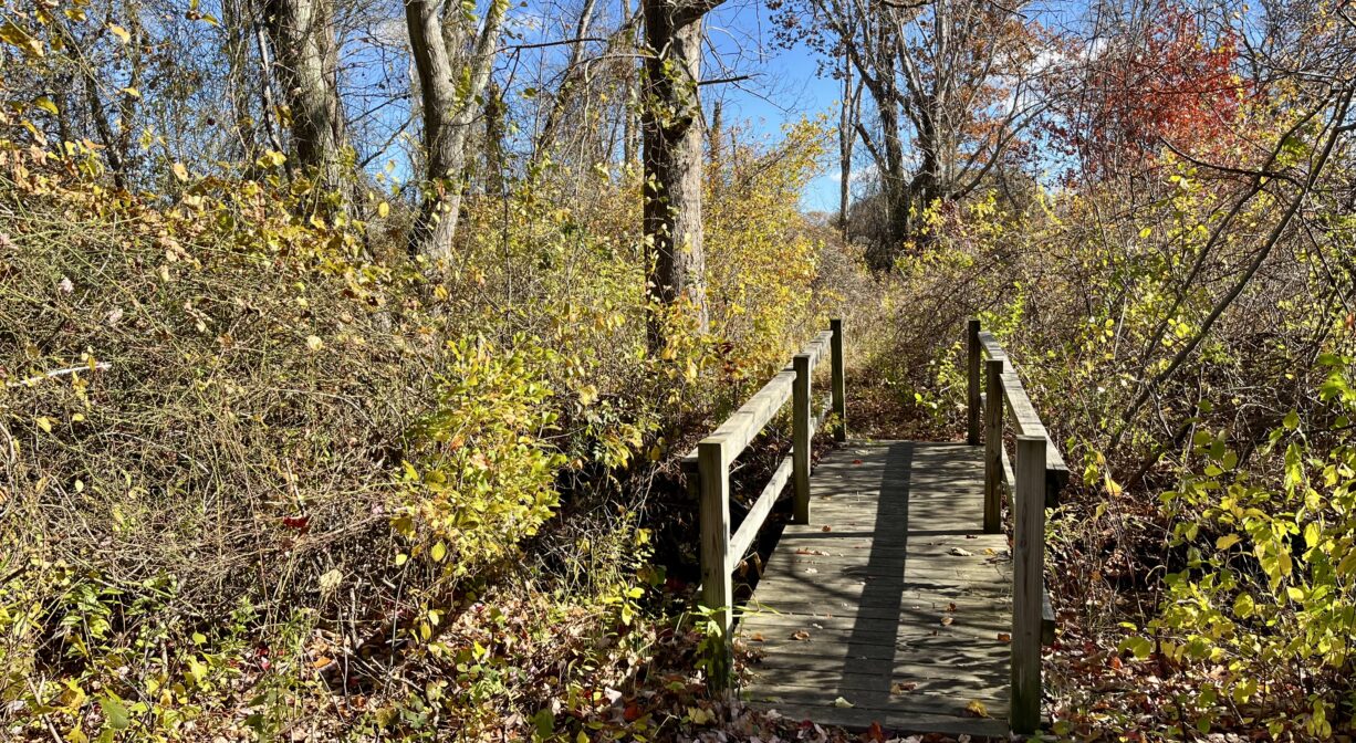 A photograph of a wooden footbridge in a colorful forest.
