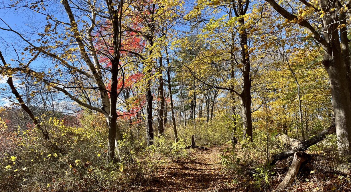 A photograph of a nature trail through a colorful forest.