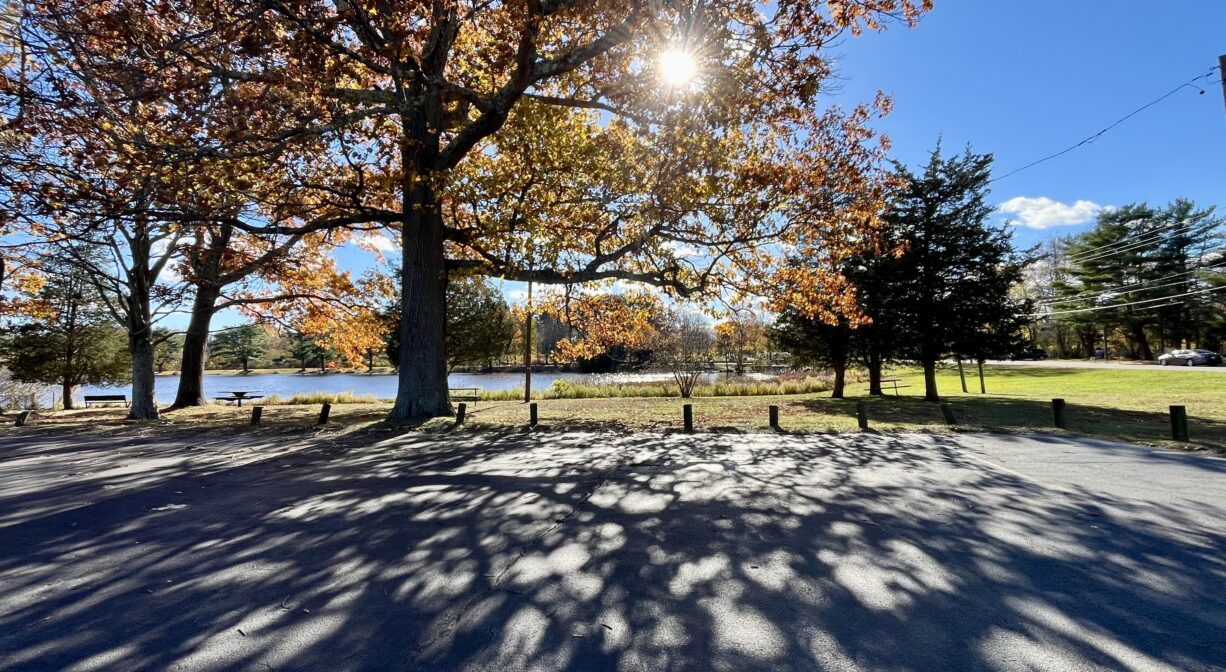 A photograph of a paved parking area beside a colorful tree by a pond.