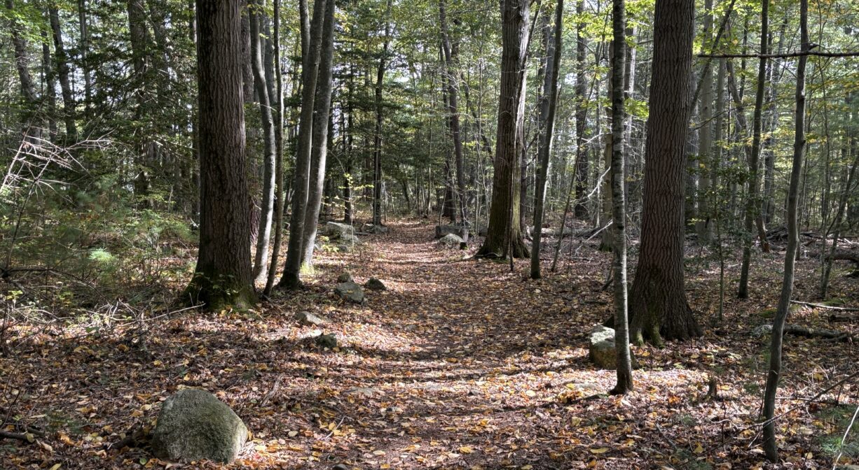 A photograph of a wide trail in a sunny forest.