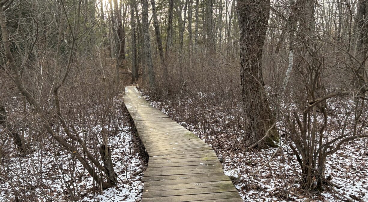 A photograph of a boardwalk extending through a forest with a light layer of snow.