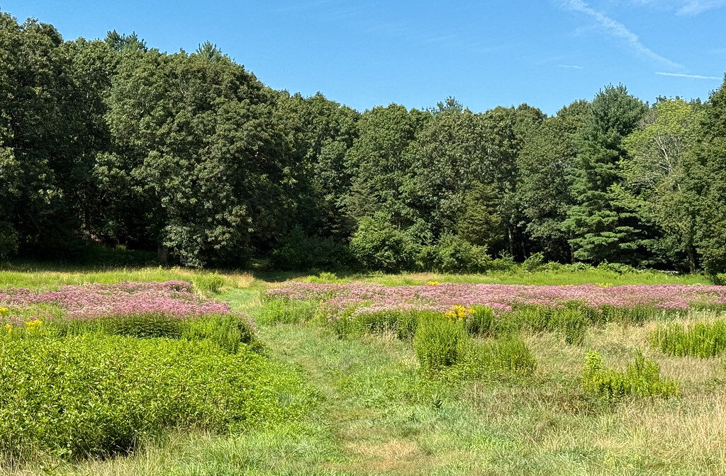 A photograph of a green meadow with purple wildflowers, and a forest in the background.