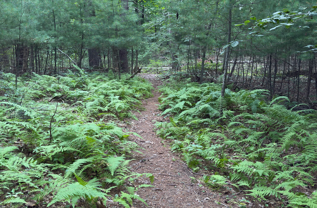 A photograph of a trail through a forest with ferns on both sides.