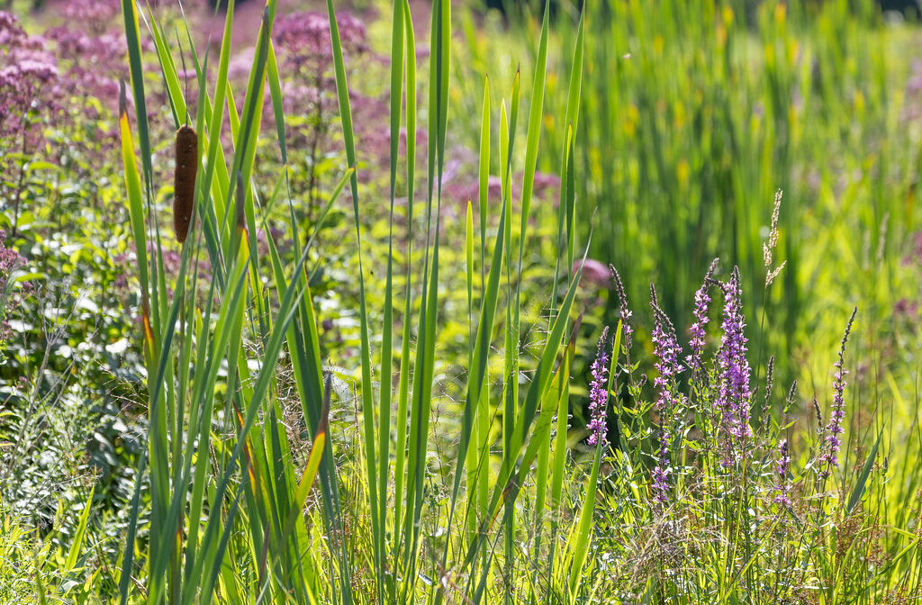 A photograph of a green meadow with purple wildflowers and cattails.