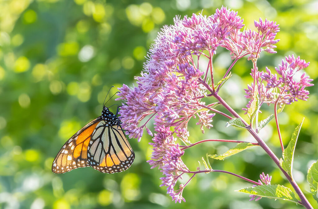 A photograph of a monarch butterfly on a purple wildflower.