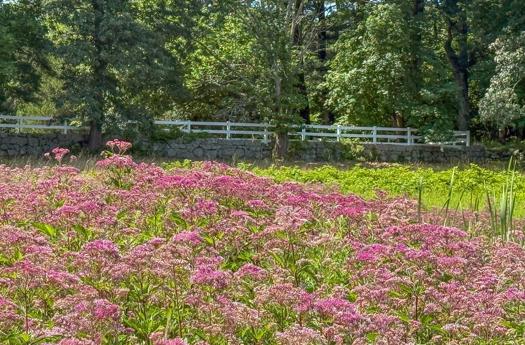 A photograph of a field of purple wildflowers with a white fence in the distance.