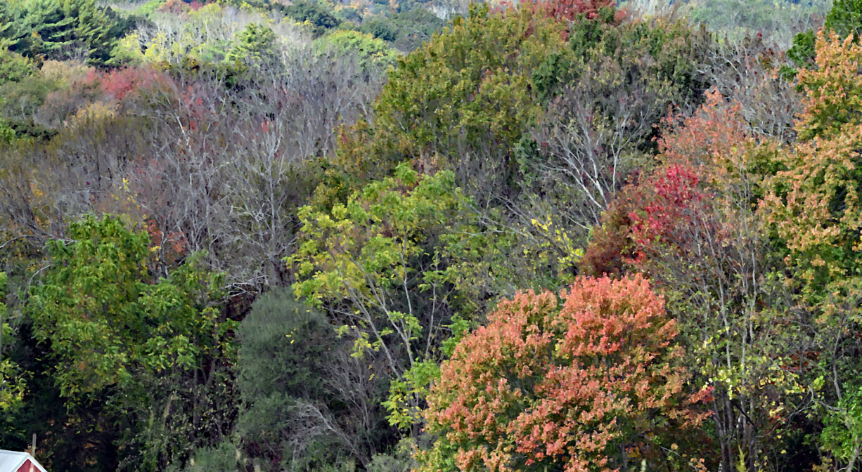 A photograph of a city skyline and a forested hilltop.