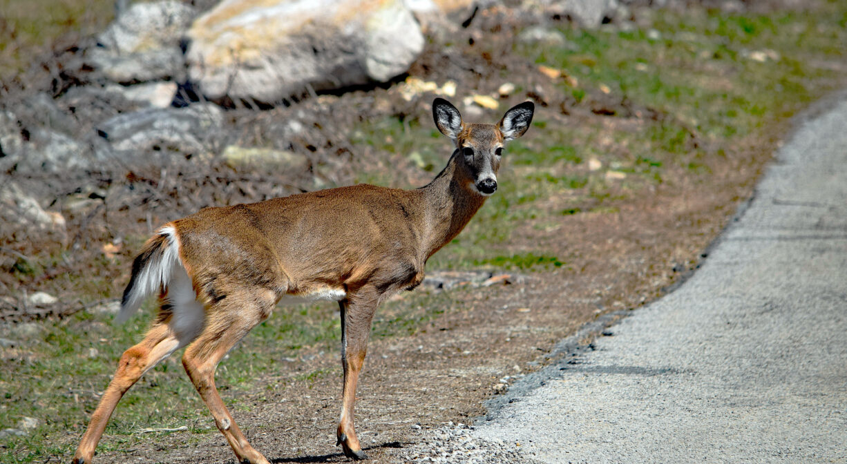 A photograph of a deer approaching a paved driveway with rocks in the background.