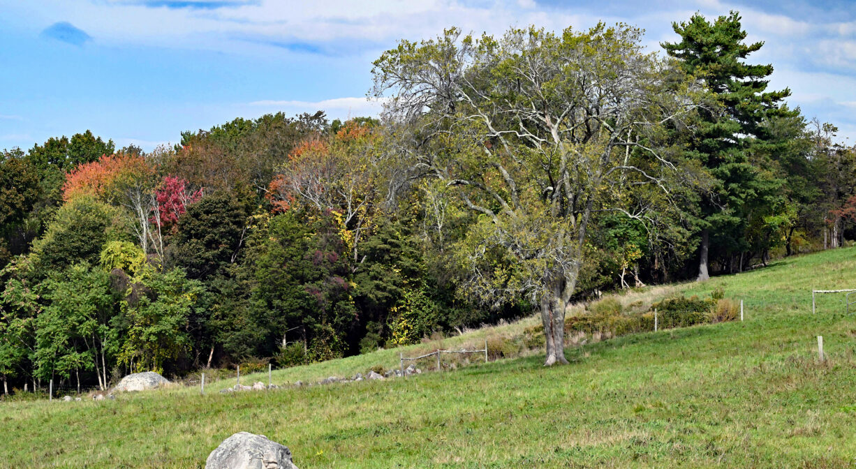A photograph of a grassy hillside with colorful trees in the background.