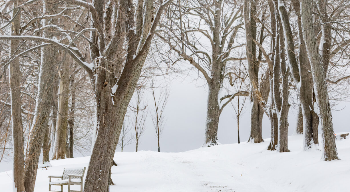 A photograph of a snowy scene with trees, a bench, and a trail.