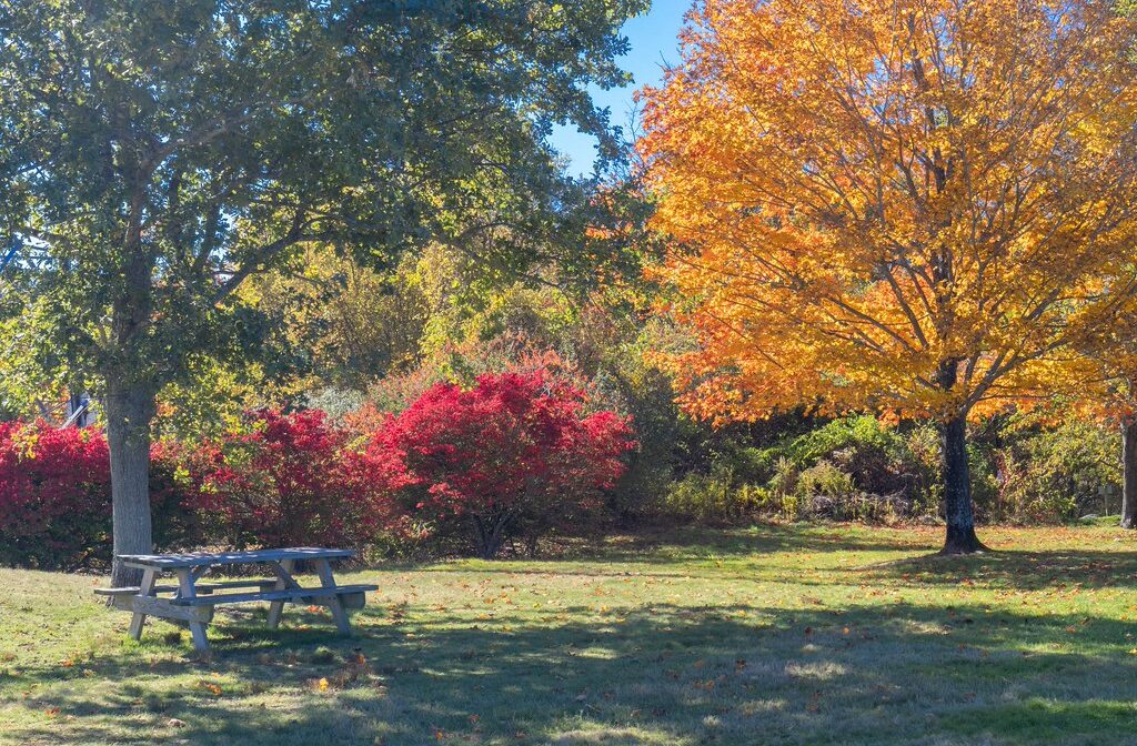 A picnic table in a park with colorful foliage.