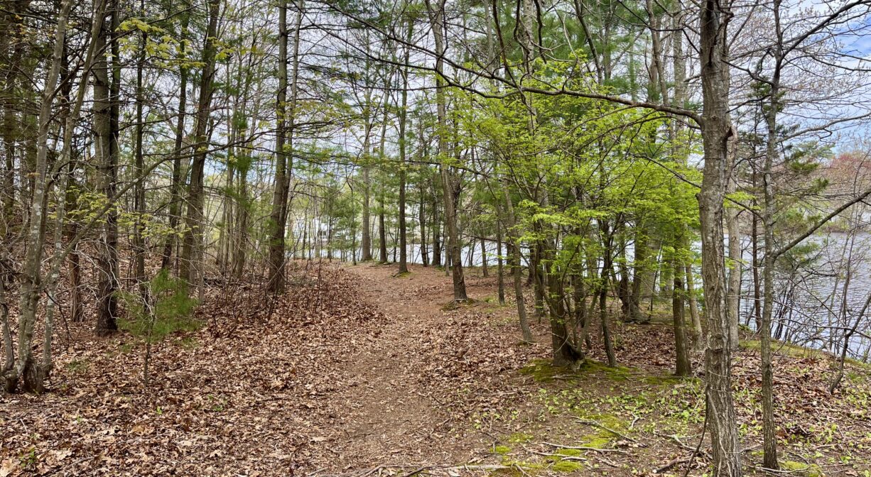 A photograph of a trail through a forest beside a pond.