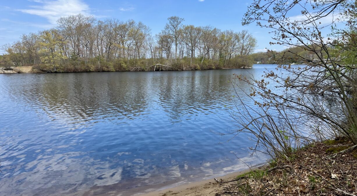 A photograph of an island in a pond, viewed from a shoreline.