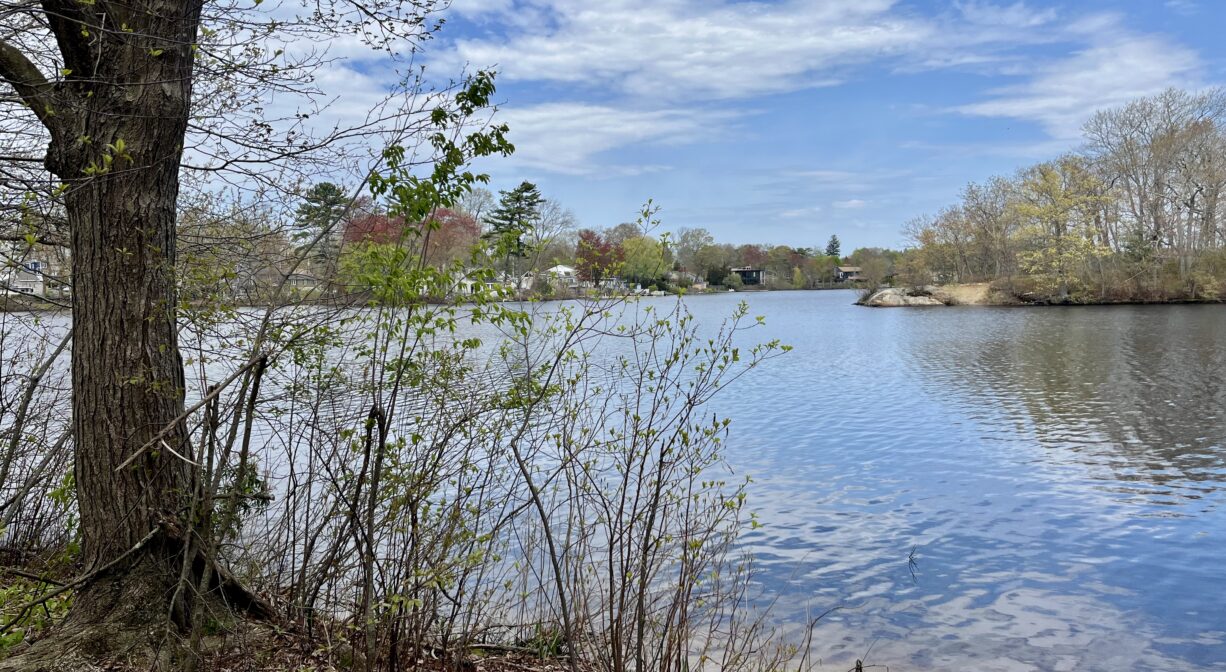 A photograph of a pond with an island, viewed from the shoreline with one tree.