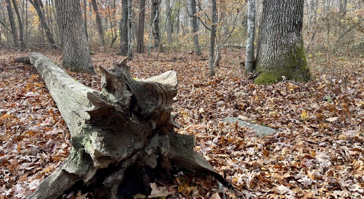 A photograph of a fallen dead tree on a colorful forest floor.