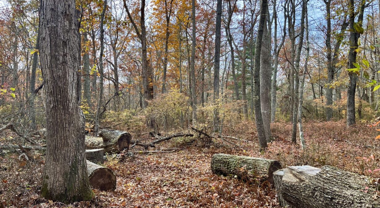 A photograph of a forest trail bordered with fallen tree trunks.