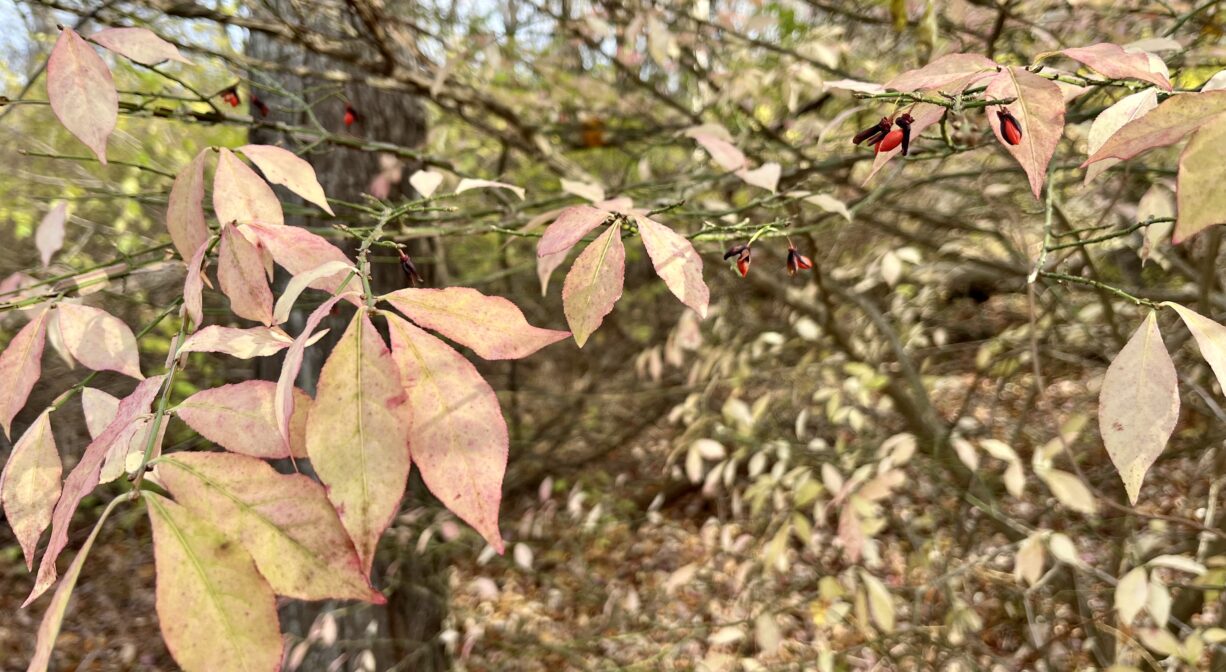A photograph of a shrub with yellow leaves and red berries, in a forest.
