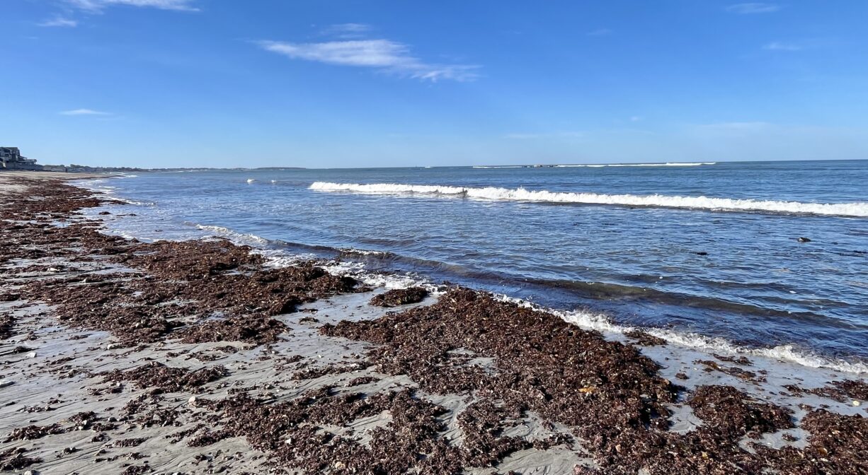 A photograph of an ocean beach with seaweed on the shoreline.