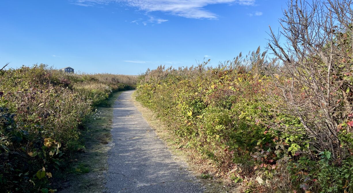 A photograph of a paved trail through a dune to a beach.