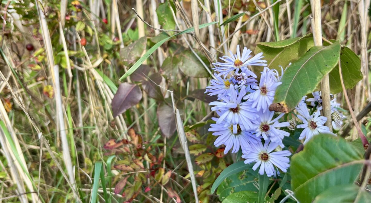 A photograph of aster flowers growing among grasses.