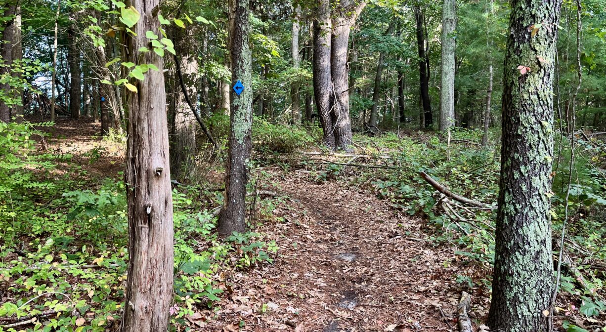 A photograph of a forest trail with green foliage.