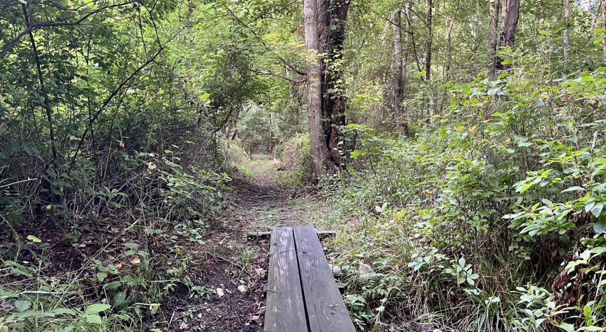 A photograph of a trail with bog boards in a forest wetland.