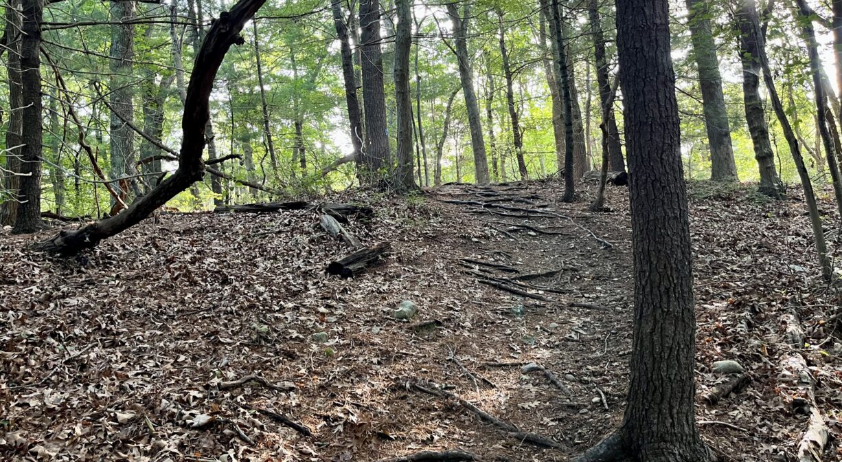 A photograph of a forest trail, with lots of tree roots underfoot, leading up a steep hill.