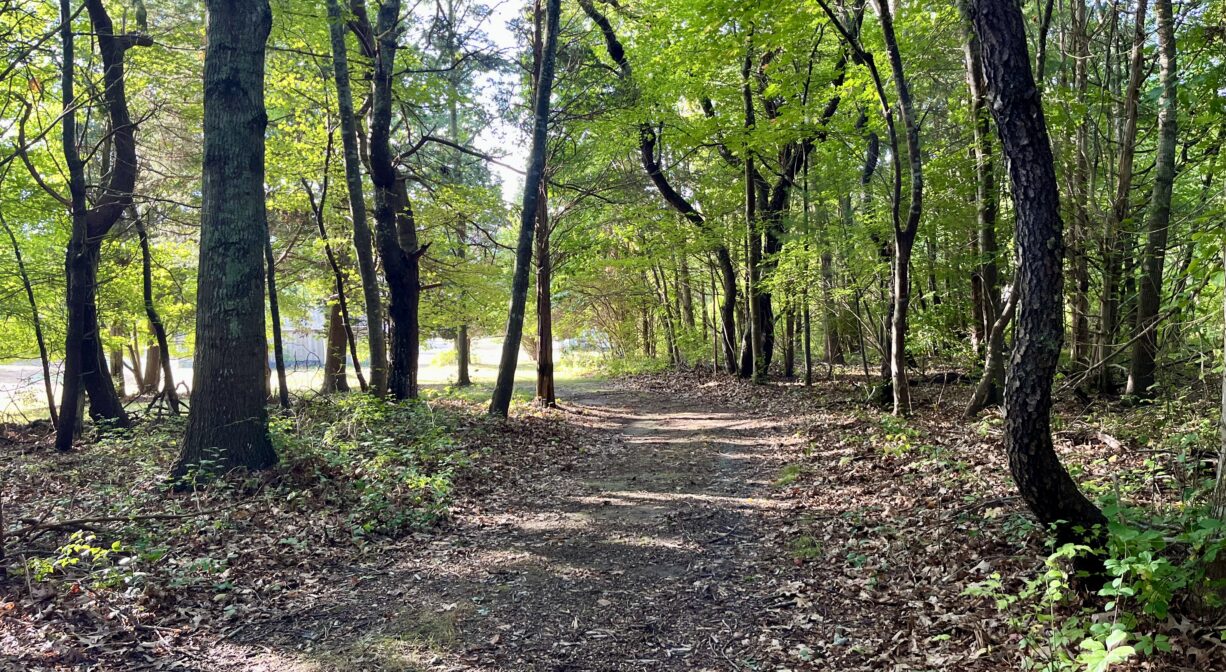 A photograph of a woodland trail, opening into a grassy clearing.
