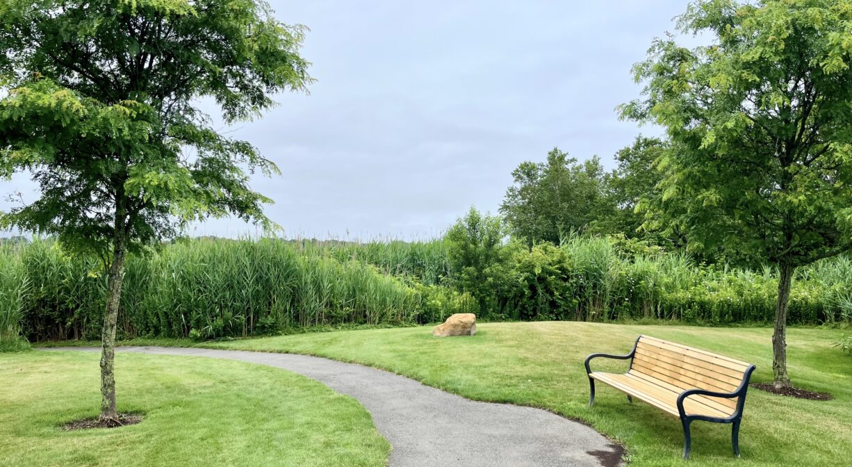 A photograph of a grassy park with a trail, a bench and a single tree.