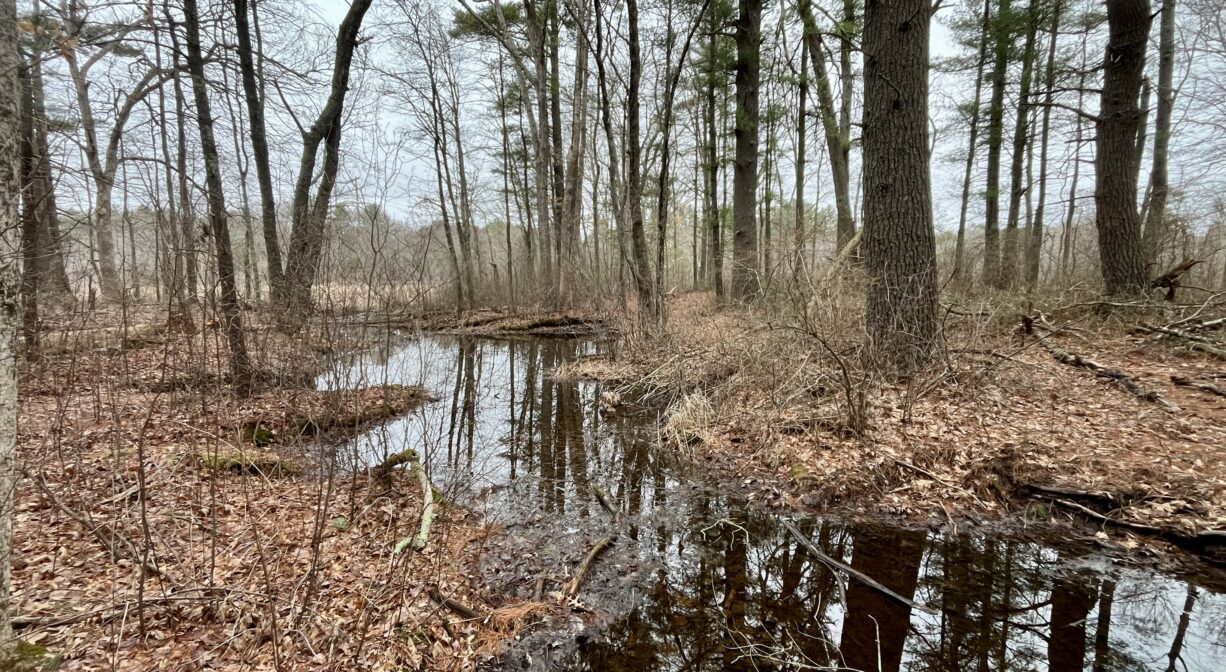 A photograph of a flooded stream in a forest.
