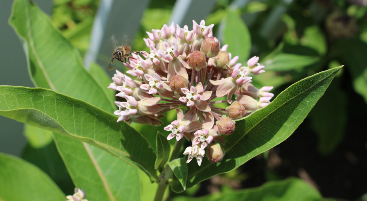 A photograph of milkweed in flower with bees.