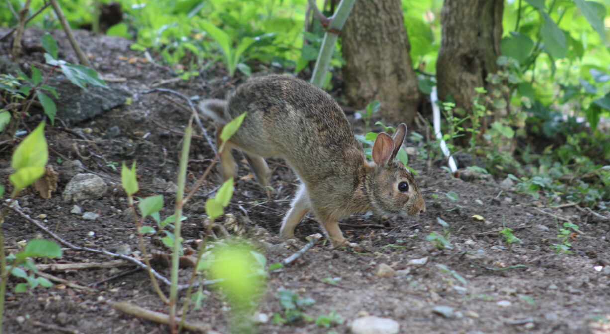 A photograph of a rabbit in a park.