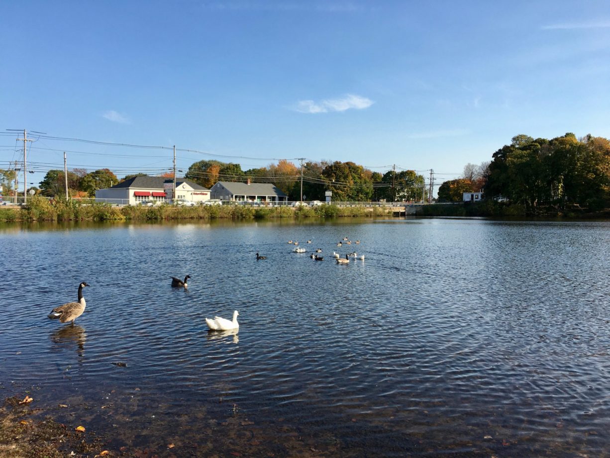 Studley Pond (Reed's Pond) North and South Rivers Watershed Association