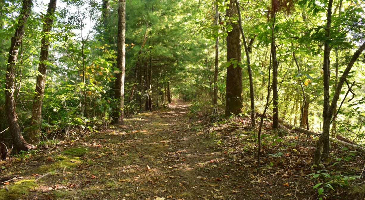 A photograph of a wide trail through a woodland with green foliage.