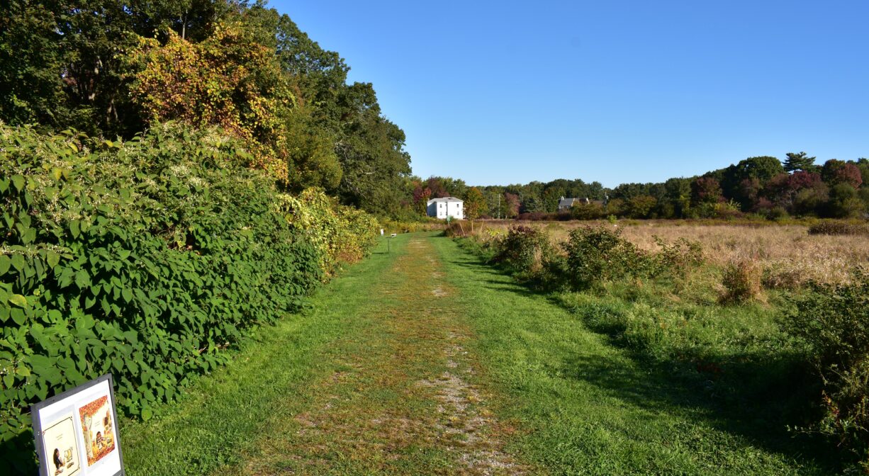 A photograph of a wide trail through a grassy area.
