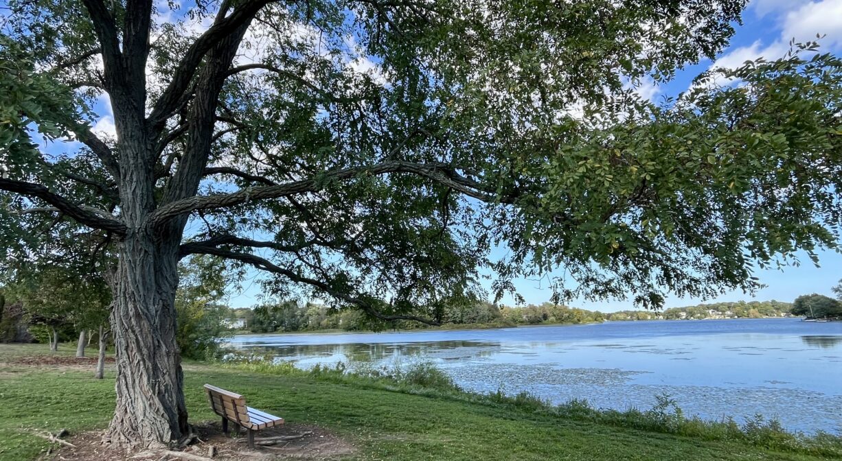 A photograph of a large leafy tree beside a pond with a bench underneath it.