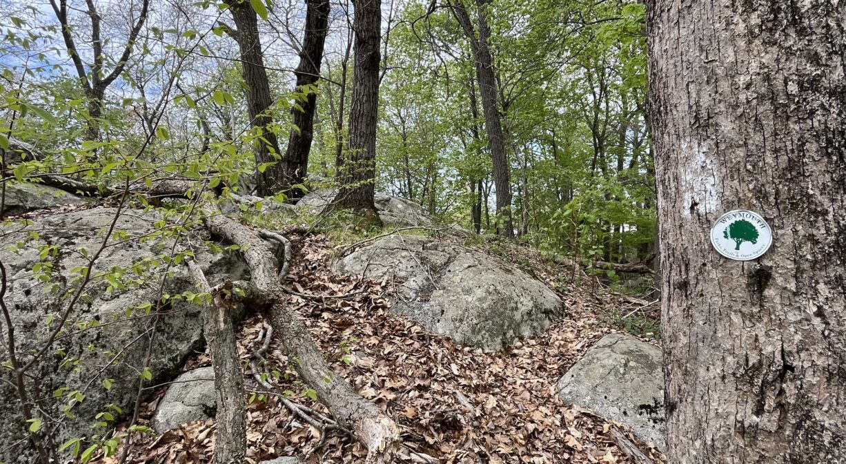 A photograph of a rocky outcropping in a forest.