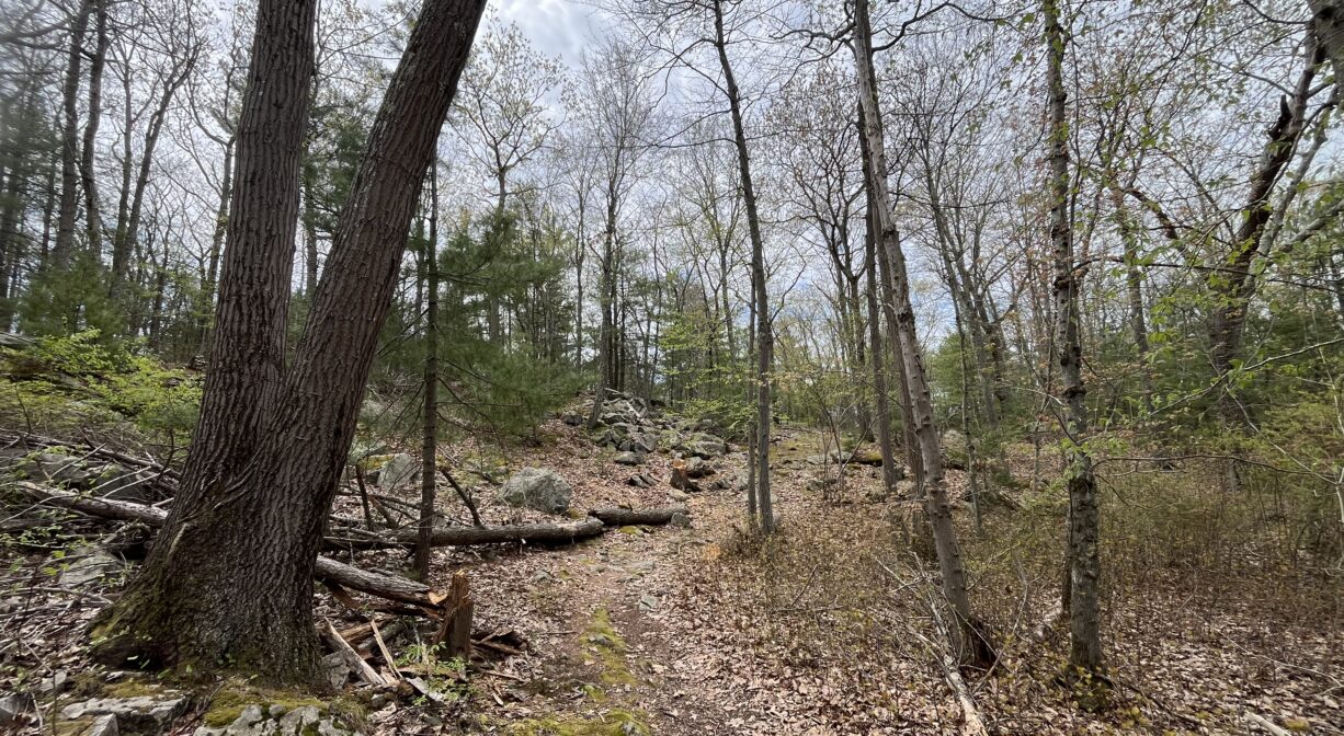 A photograph of a trail through a rocky woodland.
