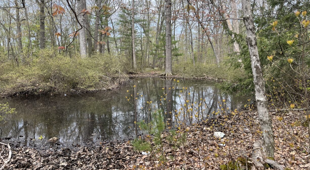 A photograph of a pond or a vernal pool in a forest.