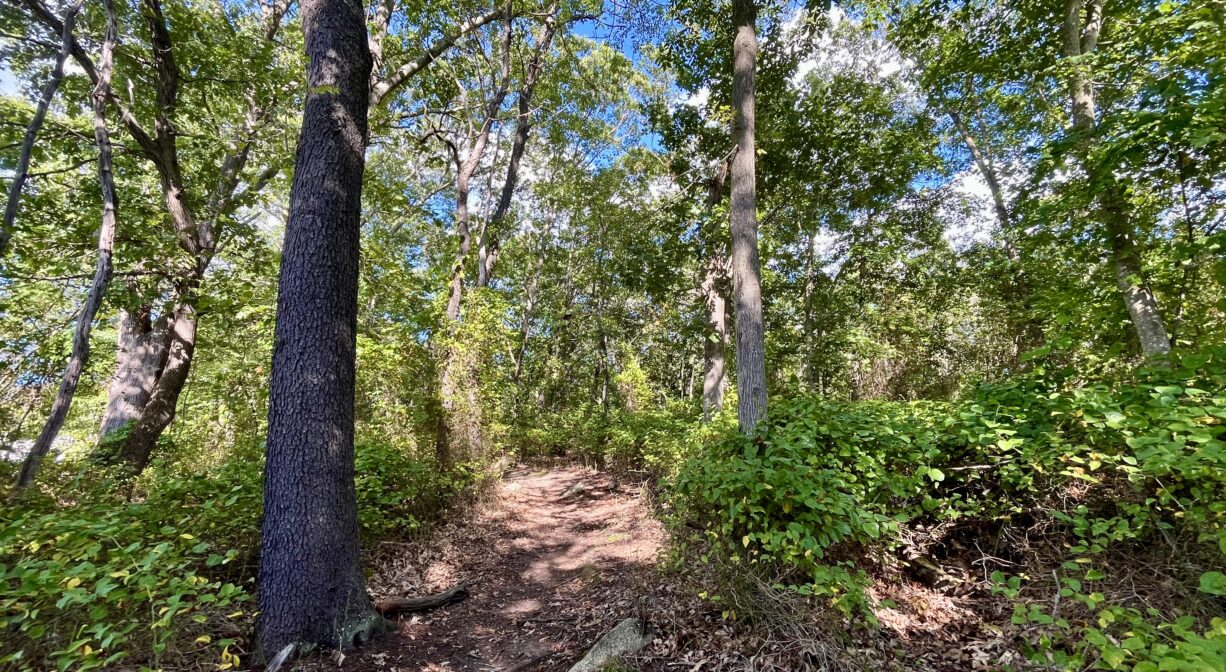 A photograph of a forest trail, leading uphill.